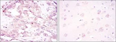 Anti-AMPK alpha 1 antibody [2B7] used in IHC (Paraffin sections) (IHC-P). GTX60403