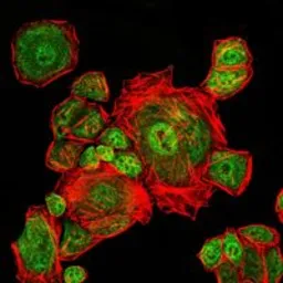 Anti-CDC2 antibody [2G9] used in Immunocytochemistry/ Immunofluorescence (ICC/IF). GTX60412