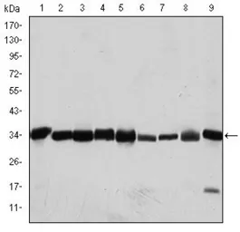 Anti-CDC2 antibody [2G9] used in Western Blot (WB). GTX60412