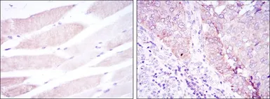 Anti-BMPR2 antibody [3F6] used in IHC (Paraffin sections) (IHC-P). GTX60415