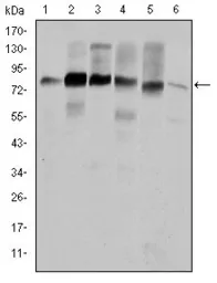 Anti-Cortactin antibody [4C6] used in Western Blot (WB). GTX60419