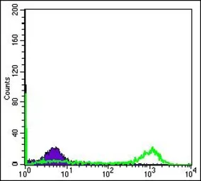 Anti-eIF4E antibody [5D11] used in Flow cytometry (FCM). GTX60420