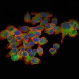 Anti-eIF4E antibody [5D11] used in Immunocytochemistry/ Immunofluorescence (ICC/IF). GTX60420