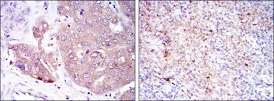 Anti-eIF4E antibody [5D11] used in IHC (Paraffin sections) (IHC-P). GTX60420