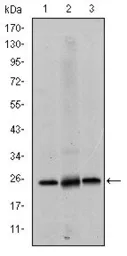 Anti-eIF4E antibody [5D11] used in Western Blot (WB). GTX60420