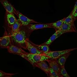 Anti-eEF2 antibody [5B6] used in Immunocytochemistry/ Immunofluorescence (ICC/IF). GTX60421