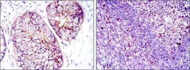 Anti-eEF2 antibody [5B6] used in IHC (Paraffin sections) (IHC-P). GTX60421