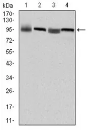 Anti-eEF2 antibody [5B6] used in Western Blot (WB). GTX60421