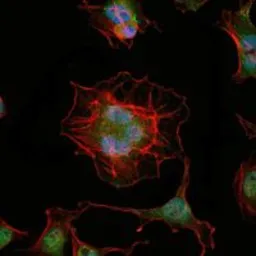 Anti-LHX2 antibody [6G2] used in Immunocytochemistry/ Immunofluorescence (ICC/IF). GTX60422