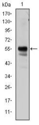 Anti-RUNX1 antibody [2B5] used in Western Blot (WB). GTX60423