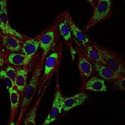Anti-HSP60 antibody [3G8] used in Immunocytochemistry/ Immunofluorescence (ICC/IF). GTX60424