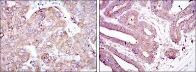 Anti-RBP4 antibody [4C2] used in IHC (Paraffin sections) (IHC-P). GTX60427