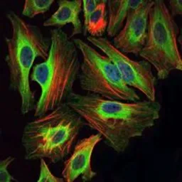 Anti-Bid antibody [3C5] used in Immunocytochemistry/ Immunofluorescence (ICC/IF). GTX60429