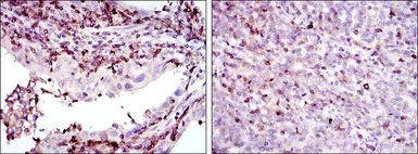 Anti-GRK2 antibody [3F8] used in IHC (Paraffin sections) (IHC-P). GTX60430