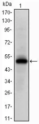 Anti-EphA10 antibody [2E8] used in Western Blot (WB). GTX60439