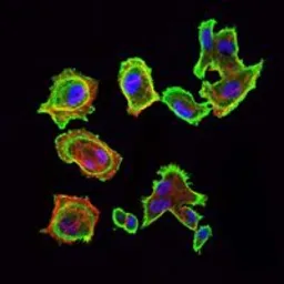 Anti-CDK5 antibody [4E4] used in Immunocytochemistry/ Immunofluorescence (ICC/IF). GTX60441