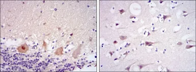 Anti-CDK5 antibody [4E4] used in IHC (Paraffin sections) (IHC-P). GTX60441