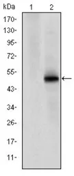 Anti-CDK9 antibody [1B5A7] used in Western Blot (WB). GTX60442