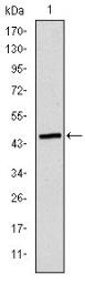 Anti-Apolipoprotein B antibody [6G6] used in Western Blot (WB). GTX60445