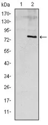 Anti-Apolipoprotein E antibody [1H4] used in Western Blot (WB). GTX60446