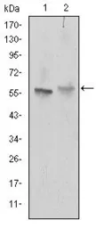 Anti-ABCG2 antibody [3G8] used in Western Blot (WB). GTX60447