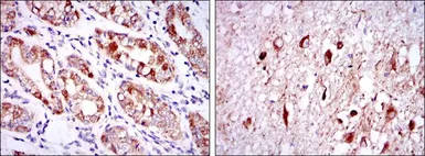 Anti-OTX2 antibody [1H12G8B2] used in IHC (Paraffin sections) (IHC-P). GTX60449
