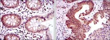 Anti-OTX2 antibody [1H12G8B2] used in IHC (Paraffin sections) (IHC-P). GTX60449