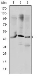 Anti-OTX2 antibody [1H12G8B2] used in Western Blot (WB). GTX60449