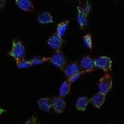 Anti-CD105 antibody [3A9] used in Immunocytochemistry/ Immunofluorescence (ICC/IF). GTX60452