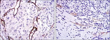 Anti-CD105 antibody [3A9] used in IHC (Paraffin sections) (IHC-P). GTX60452
