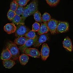 Anti-SMN1 antibody [5H1] used in Immunocytochemistry/ Immunofluorescence (ICC/IF). GTX60453