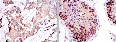 Anti-SMN1 antibody [5H1] used in IHC (Paraffin sections) (IHC-P). GTX60453