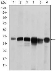 Anti-SMN1 antibody [5H1] used in Western Blot (WB). GTX60453