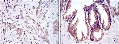 Anti-ASK1 antibody [2E4] used in IHC (Paraffin sections) (IHC-P). GTX60456