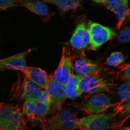 Anti-Hsp90 beta antibody [5G4] used in Immunocytochemistry/ Immunofluorescence (ICC/IF). GTX60458