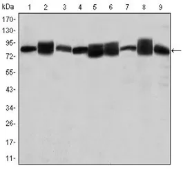 Anti-Hsp90 beta antibody [5G4] used in Western Blot (WB). GTX60458