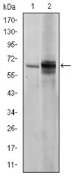 Anti-FYN antibody [2H8] used in Western Blot (WB). GTX60461
