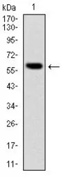 Anti-BLNK antibody [5G9] used in Western Blot (WB). GTX60463