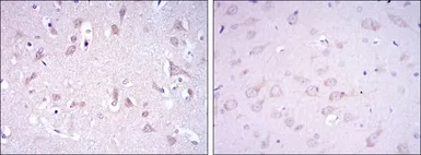 Anti-GluR3 antibody [1D2] used in IHC (Paraffin sections) (IHC-P). GTX60464