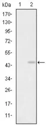 Anti-GluR3 antibody [1D2] used in Western Blot (WB). GTX60464