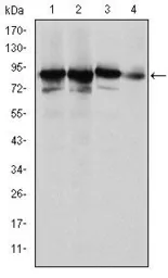 Anti-Ku80 antibody [5C5] used in Western Blot (WB). GTX60468