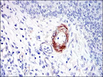 Anti-DLGAP1 antibody [3G4] used in IHC (Paraffin sections) (IHC-P). GTX60469