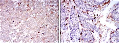 Anti-CD133 antibody [3F10] used in IHC (Paraffin sections) (IHC-P). GTX60471