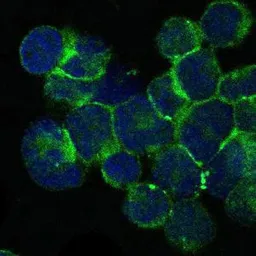 Anti-ITK antibody [5G6] used in Immunocytochemistry/ Immunofluorescence (ICC/IF). GTX60475