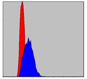 Anti-c-Jun antibody [5B1] used in Flow cytometry (FCM). GTX60477