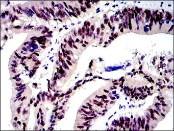 Anti-c-Jun antibody [5B1] used in IHC (Paraffin sections) (IHC-P). GTX60477