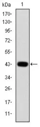 Anti-c-Jun antibody [5B1] used in Western Blot (WB). GTX60477