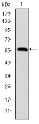 Anti-Lamin A antibody [4E7] used in Western Blot (WB). GTX60478