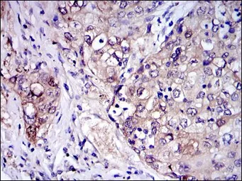 Anti-IRAK4 antibody [2H9] used in IHC (Paraffin sections) (IHC-P). GTX60479