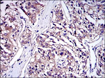 Anti-IRAK4 antibody [2H9] used in IHC (Paraffin sections) (IHC-P). GTX60479
